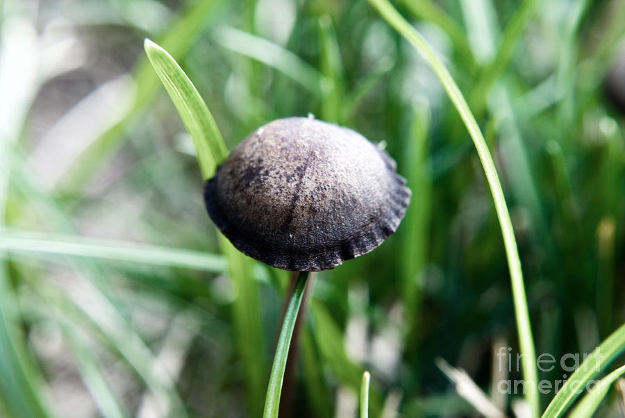 Mushroom Photograph - Mushroom Jungle 7 by Pittsburgh Photo Company