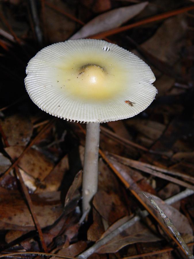 Mushroom Landing Pad Photograph by Warren Thompson