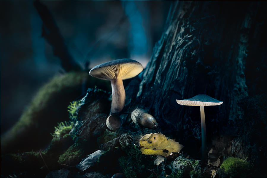Mushroom lantern Photograph by Dirk Ercken