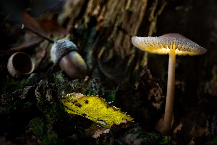 Mushroom lantern enchanted forest Photograph by Dirk Ercken