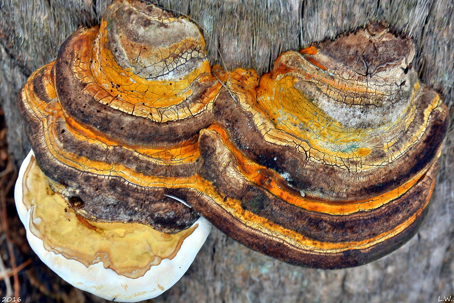 Mushroom Layers Photograph by Lisa Wooten