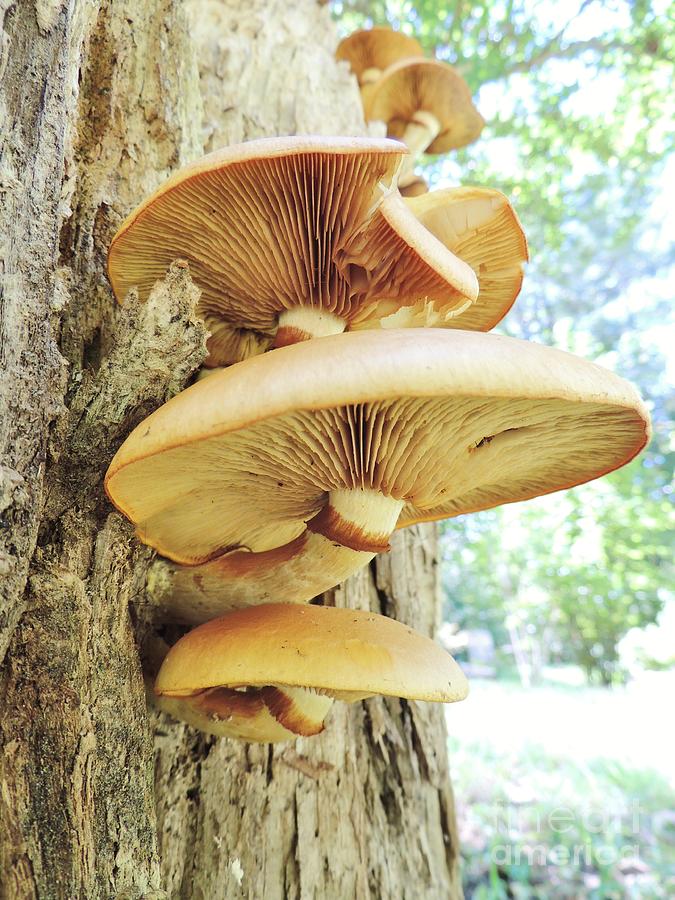 Nature Photograph - Mushroom Layers by Mariah Stone
