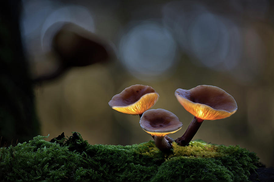 Mushroom light - enchanted autumn forest Photograph by Dirk Ercken