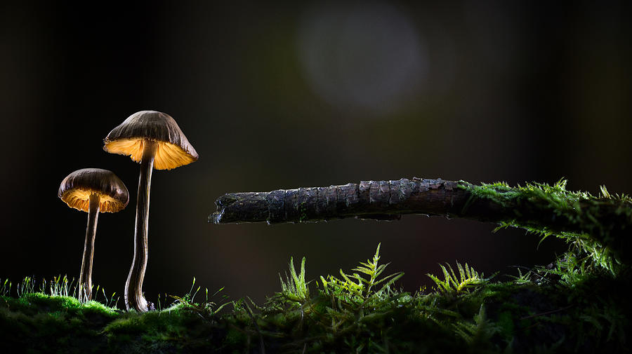 Mushroom lights Photograph by Dirk Ercken