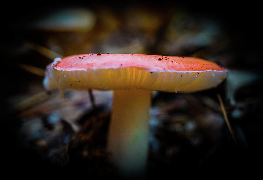 Mushroom Photograph by Lilia S