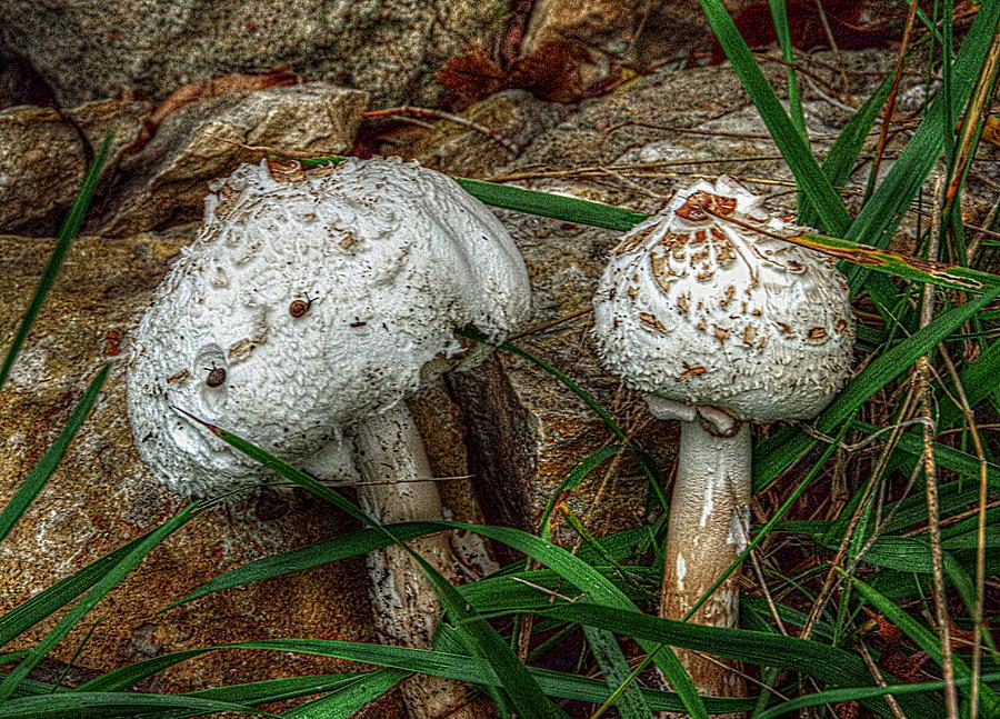 Mushroom Love Photograph by Karen McKenzie McAdoo