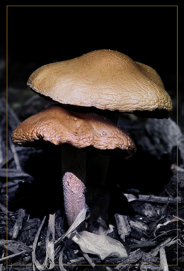 Mushroom Love Photograph by Mark Fuller