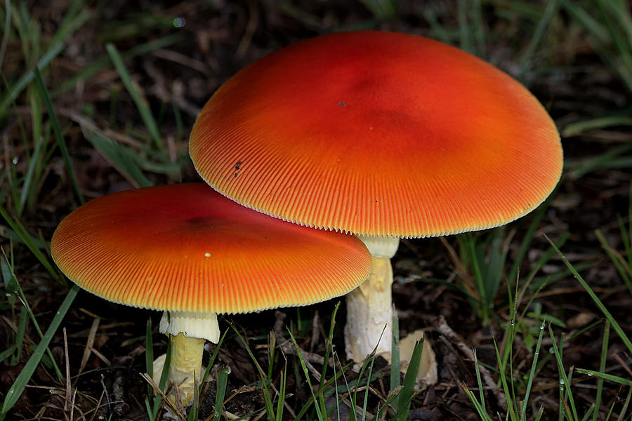 Mushroom Love Photograph by Sheila Brown