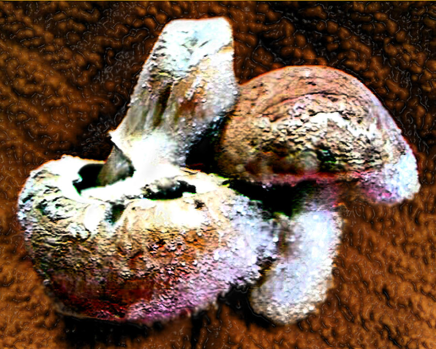 Mushroom Love Photograph by Steve Sperry