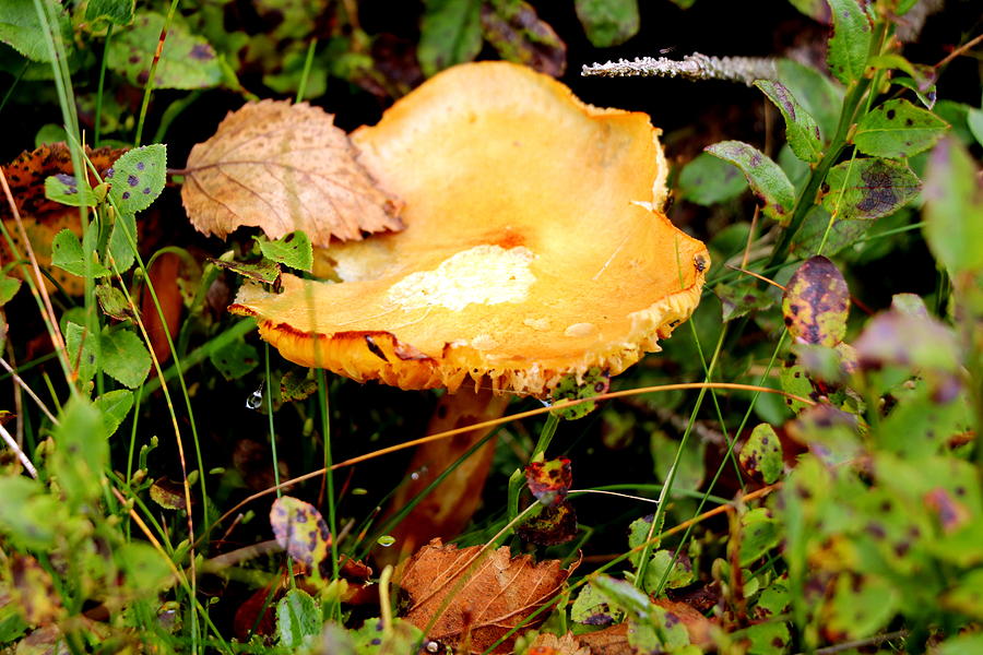 Mushroom Photograph by Lukasz Ryszka