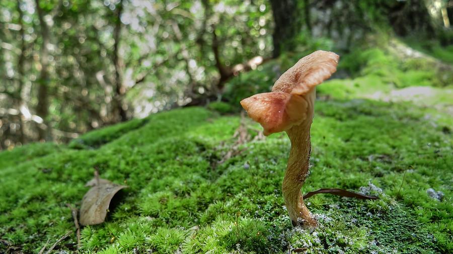 Mushroom Photograph - Mushroom Macro by Jonathan Sabin
