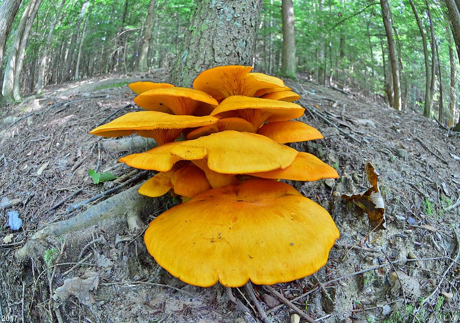 Mushroom Macro Photograph by Lisa Wooten