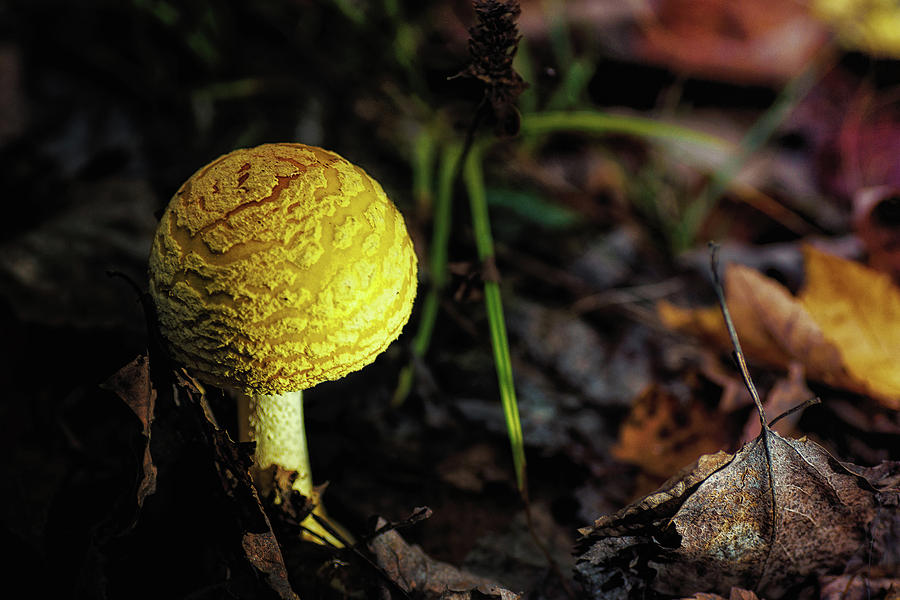 Mushroom Magic 2 Photograph by Sue Capuano