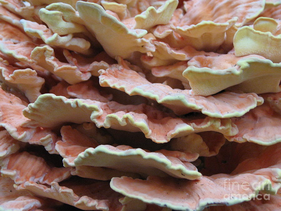 Mushroom Mania by Jessica Boone Mushroom Mania by Jessica Boone