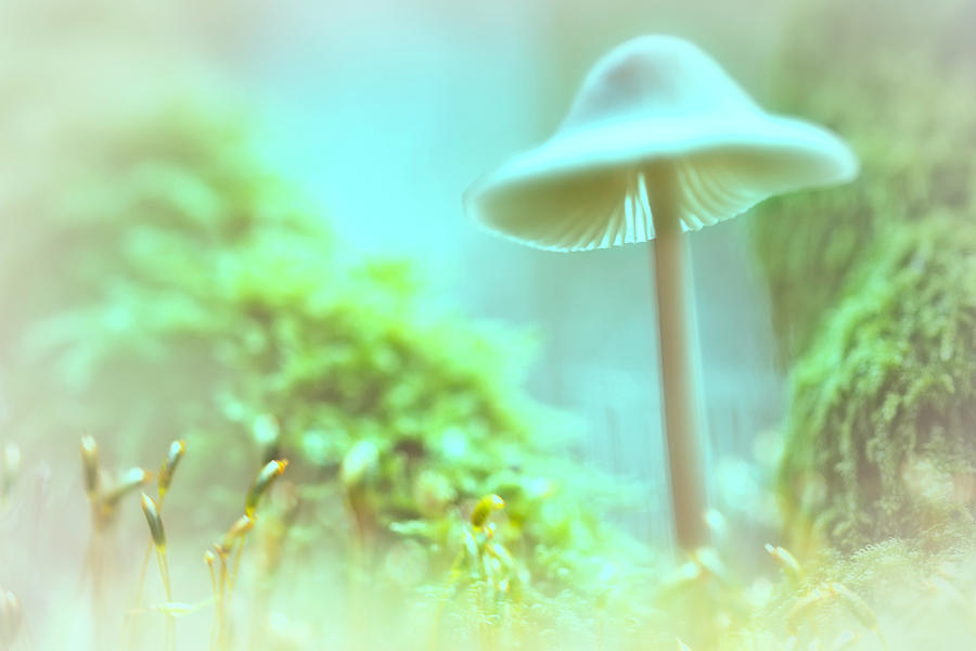 Mushroom Photograph - Mushroom misty dreams, Mycena galericulata by Dirk Ercken