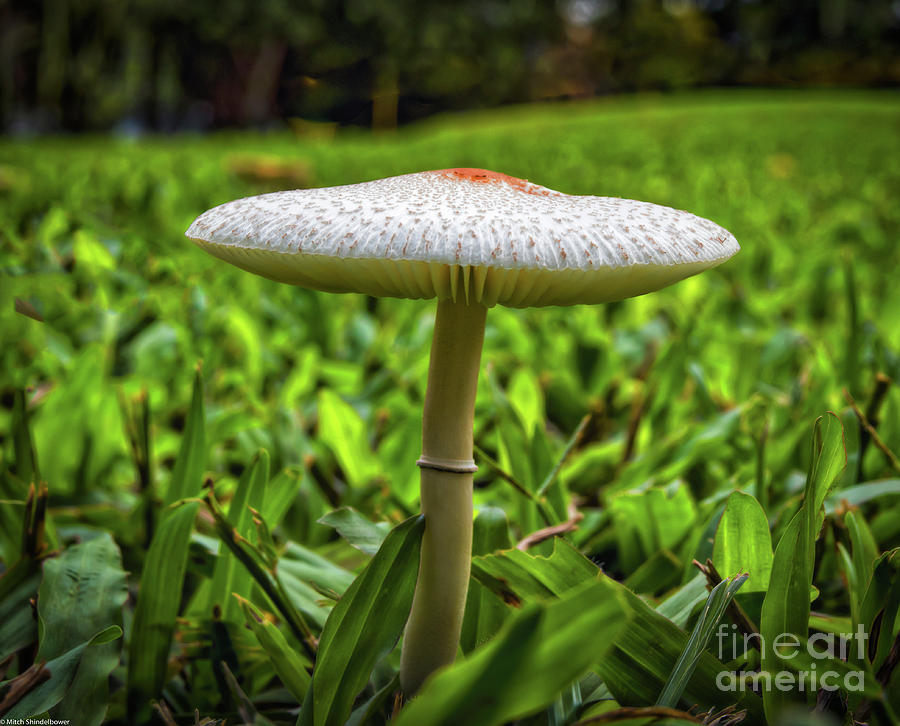 Mushroom  Photograph by Mitch Shindelbower