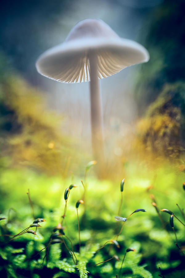 Mushroom Photograph - Mushroom Mycena galericulata by Dirk Ercken