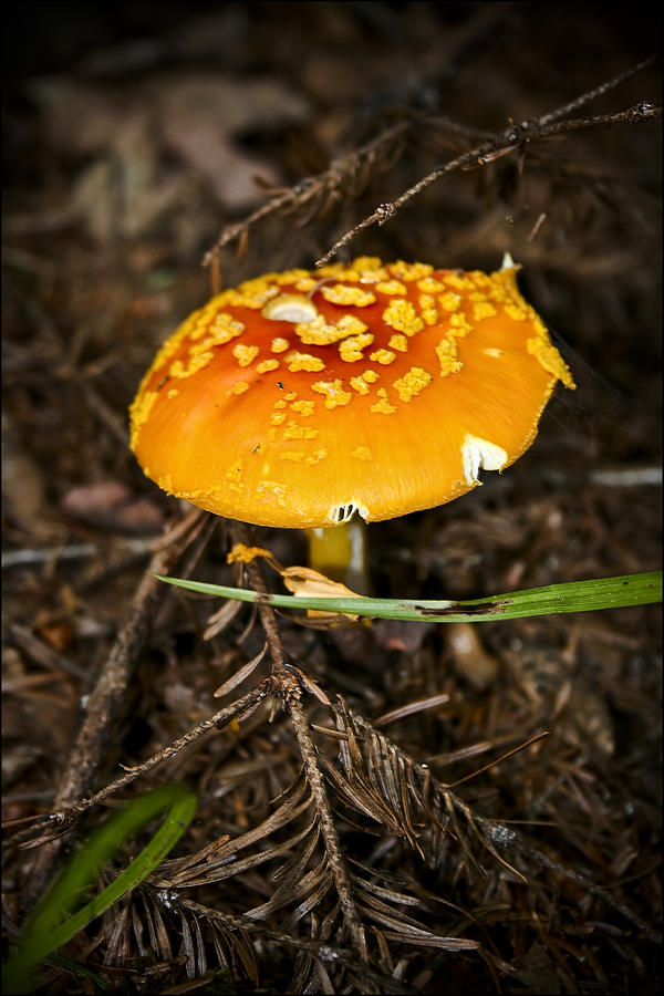 Mushroom Photograph - Mushroom by Nora Blansett