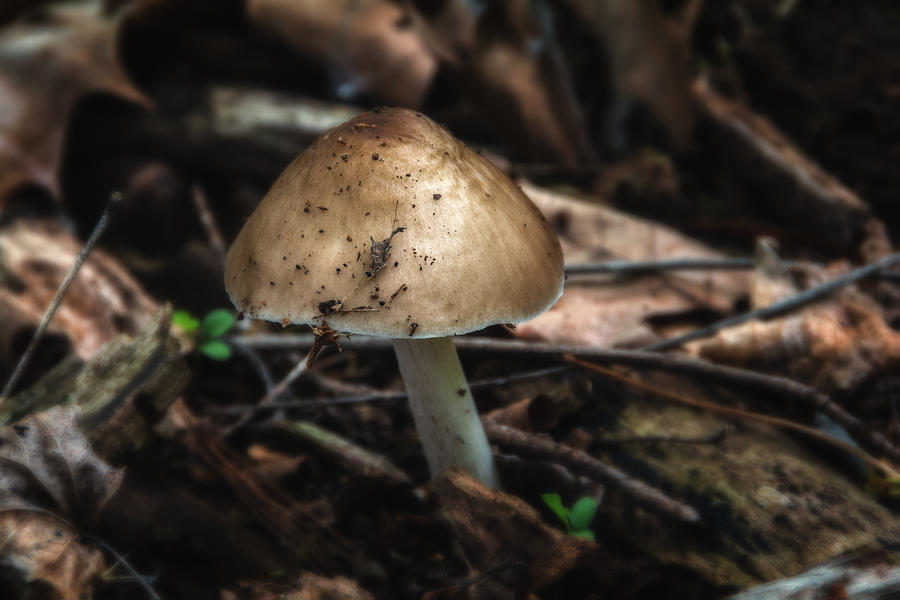 Mushroom on a fallen tree  Photograph by Michael Demagall