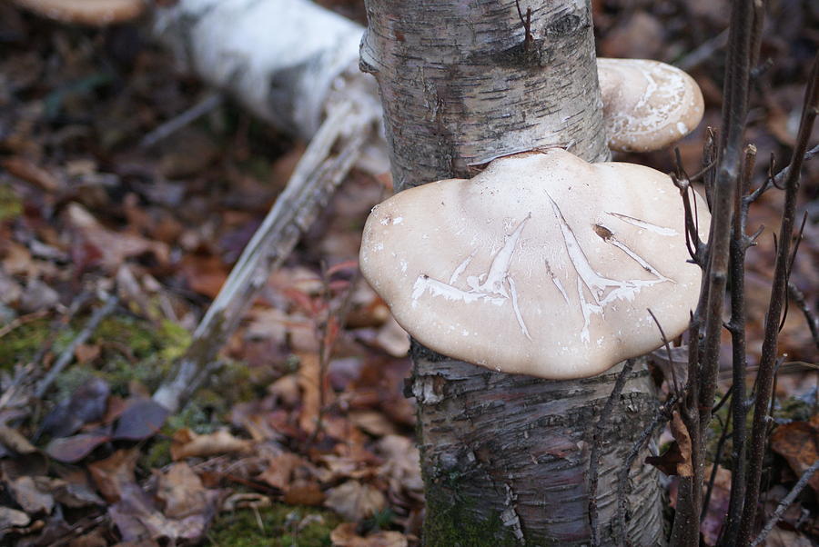 Mushroom on Birch Photograph by Audrey Barhite