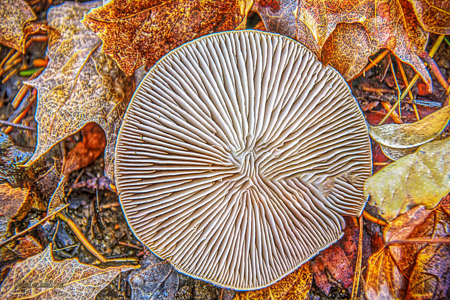 Mushroom on fall floor Photograph by LeeAnn McLaneGoetz McLaneGoetzStudioLLCcom