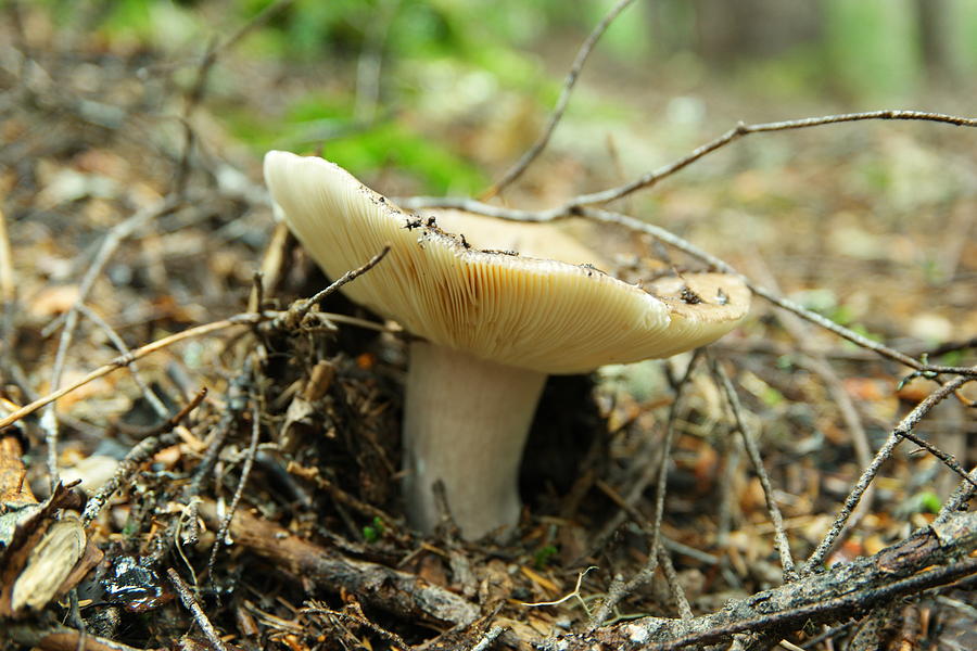 Mushroom on forest floor Photograph by Jeff Swan