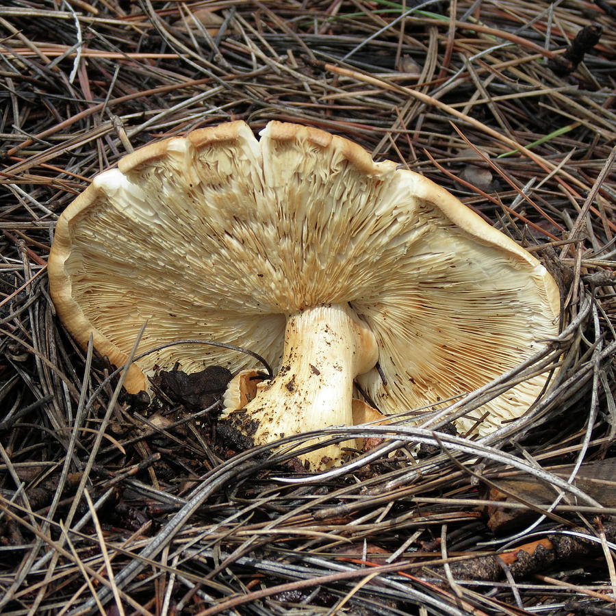 Mushroom on Forest Floor Photograph by Laurel Powell