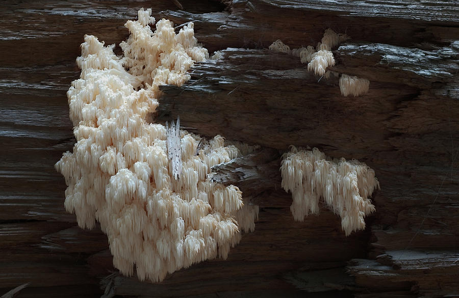 Mushroom on Idaho Log Photograph by Grant Groberg