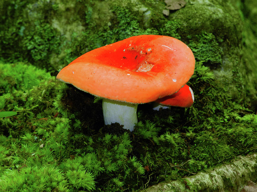 Mushroom on the Appalachian Trail Photograph by Raymond Salani III