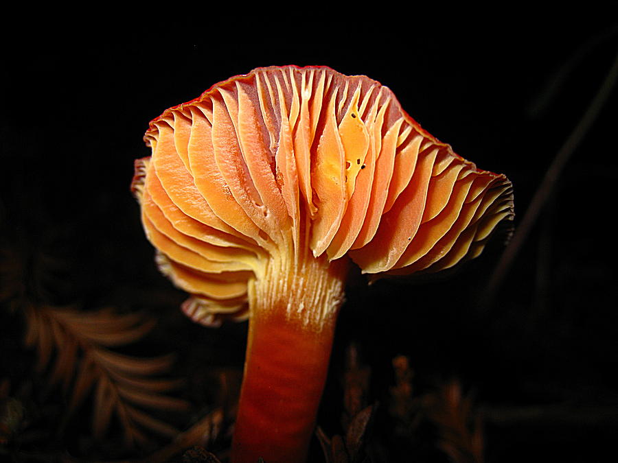 Mushroom One Photograph by John King I I I