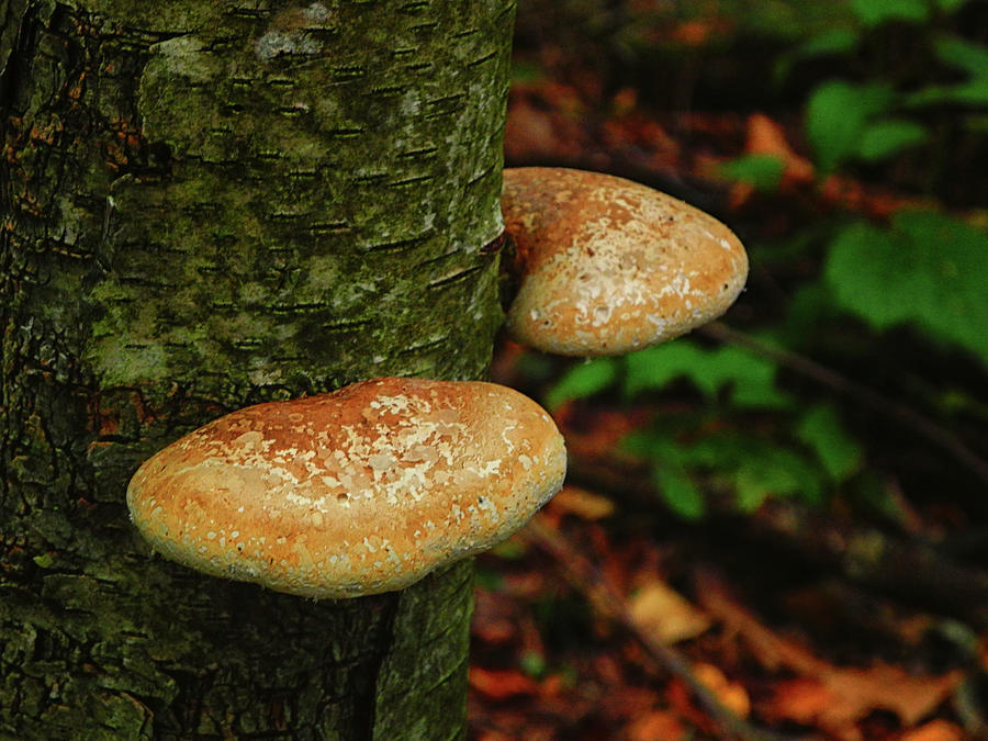 Mushroom Pair Photograph by Raymond Salani III