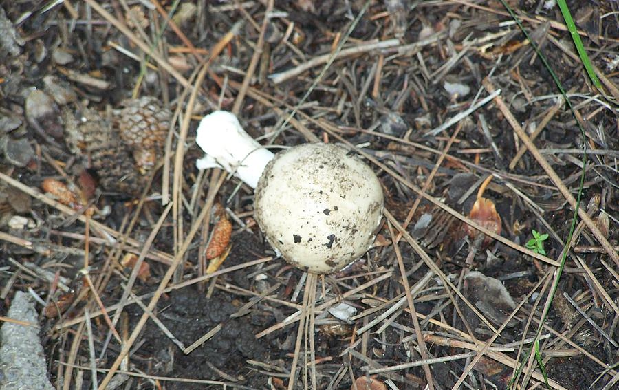Mushroom Photograph by Pamela Walrath