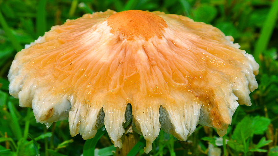 Mushroom pano Photograph by David Lee Thompson