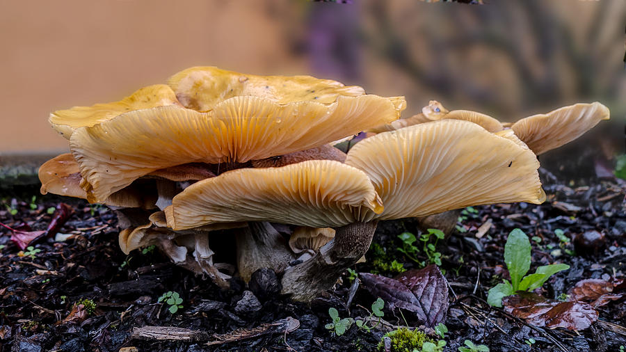 Mushroom panorama Photograph by HW Kateley