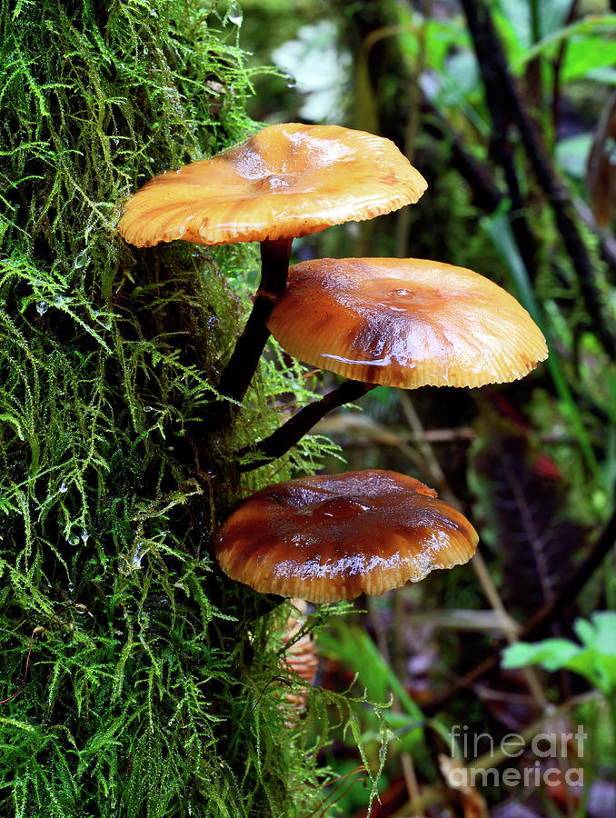 Mushroom Photography In Stanley Park 1 Photograph by Terry Elniski