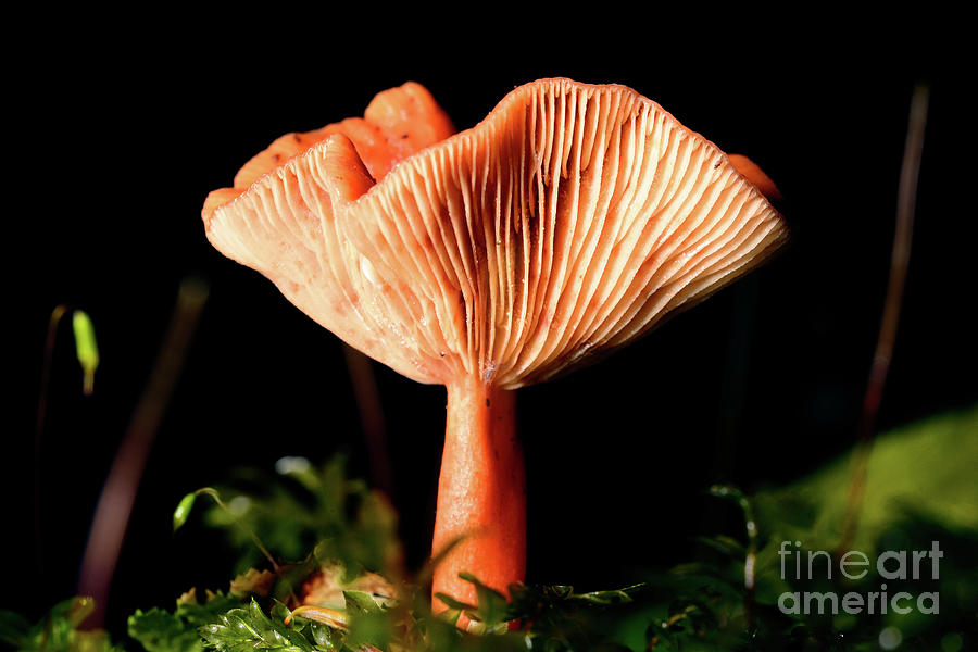 Mushroom Photography In Stanley Park 3 Photograph by Terry Elniski