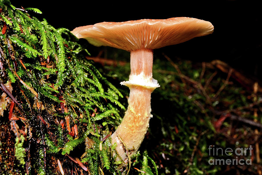 Mushroom Photography In Stanley Park 4 Photograph by Terry Elniski