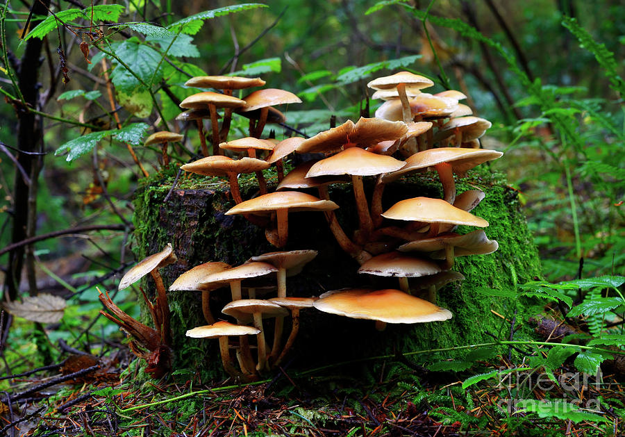 Mushroom Photography In Stanley Park 6 Photograph by Terry Elniski