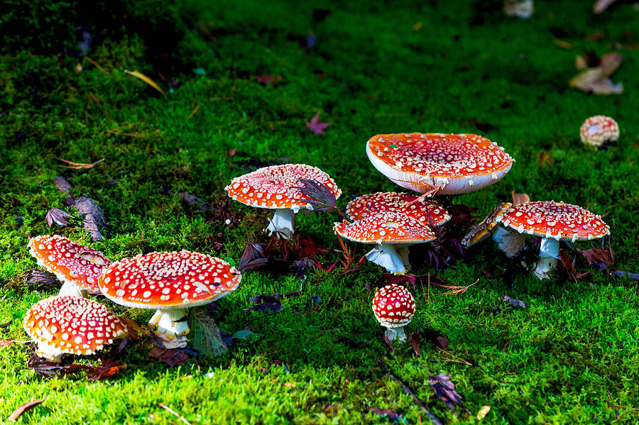 Mushroom Poisoning Photograph by Hisao Mogi