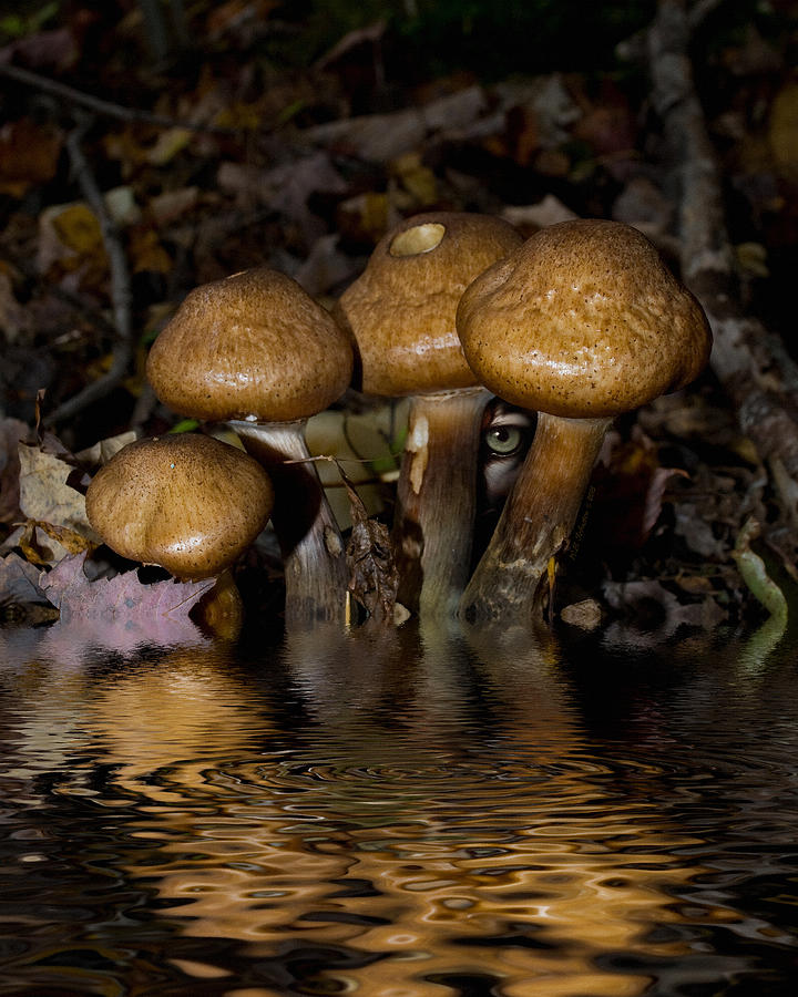 Mushroom Pond Painting by WB Johnston