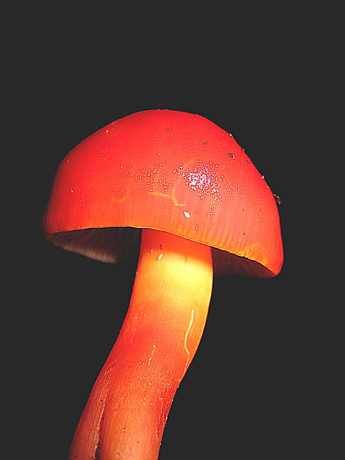 Mushroom Popcycle Photograph by John King I I I