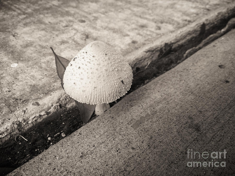 Mushroom Popup Photograph by Robert Knight
