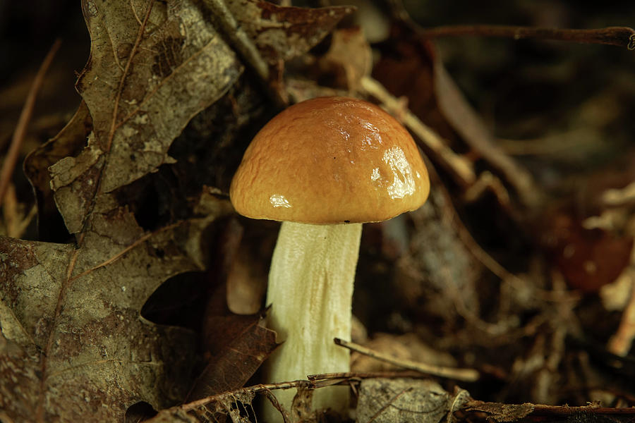 Mushroom Pristine Product of Mother Nature Photograph by Douglas Barnett