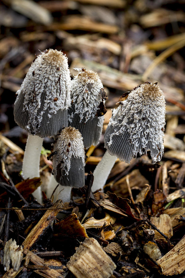 Mushroom Quartet Photograph by Jean Noren