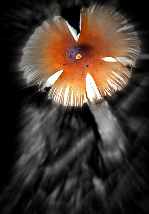 Nature Photograph - Mushroom by Rick DiGiammarino