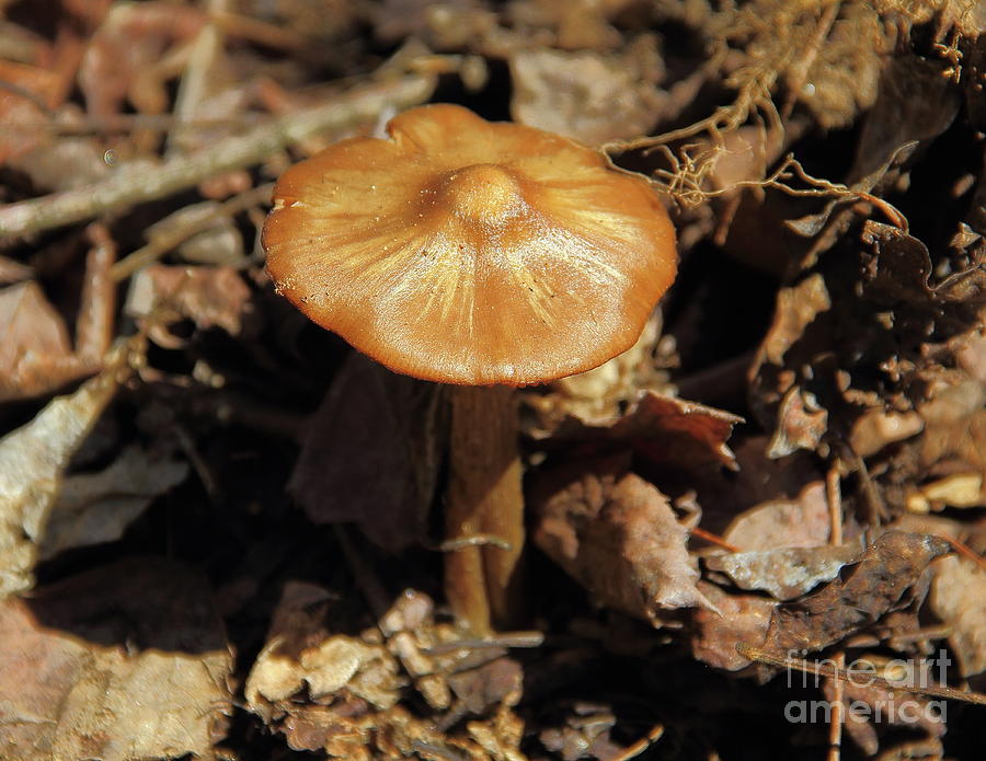 Mushroom Photograph - Mushroom Rising by Allen Nice-Webb