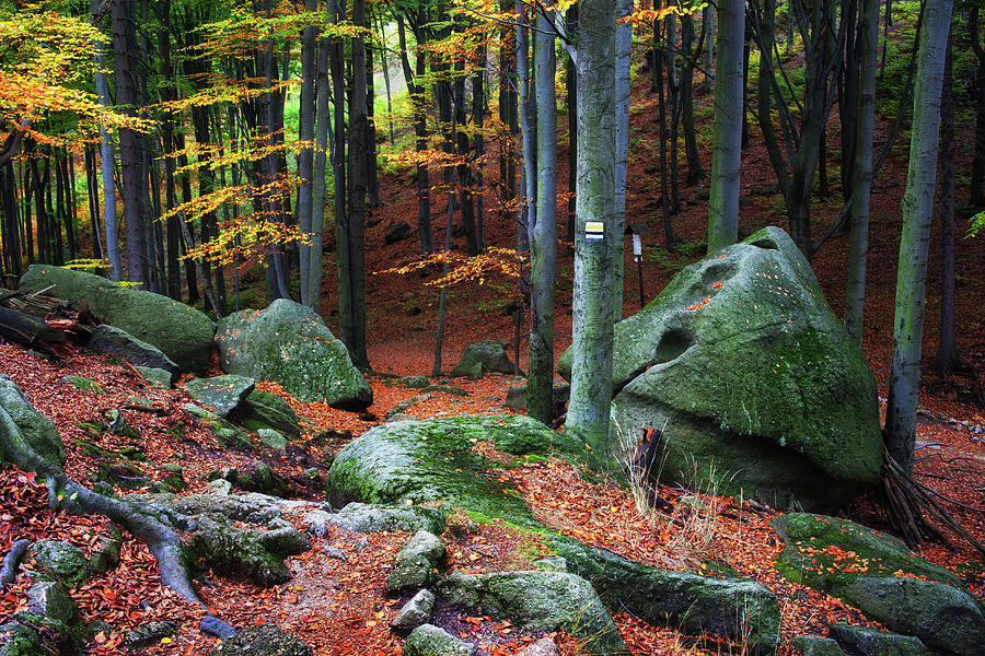 Mushroom Rock in Autumn Forest Photograph by Artur Bogacki