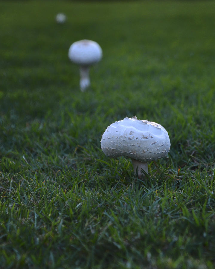 Mushroom Photograph - Mushroom Row by Dick Hudson