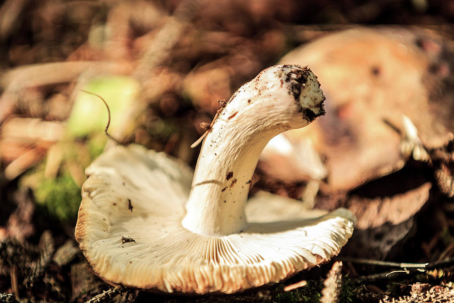 Mushroom Photograph by Sandra Ayala Photography