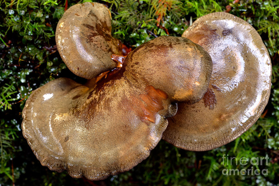 Mushroom Shapes And Form Photograph by Terry Elniski